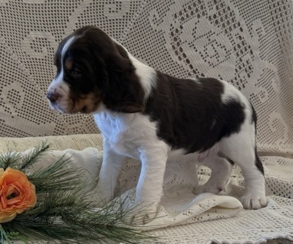 Medium Photo #2 English Springer Spaniel Puppy For Sale in OWEN, WI, USA