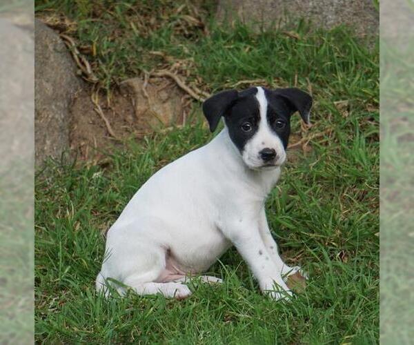 Medium Photo #1 Unknown-Whippet Mix Puppy For Sale in San Diego, CA, USA