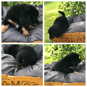 Medium Photo #1 Bernedoodle-Poodle (Toy) Mix Puppy For Sale in PRIOR LAKE, MN, USA