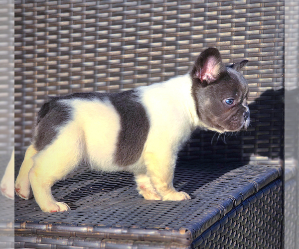 Medium Photo #6 French Bulldog Puppy For Sale in LOS ANGELES, CA, USA