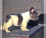 Small #5 French Bulldog