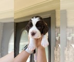 Small #1 English Springer Spaniel