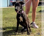 Small Photo #2 Labrador Retriever-Unknown Mix Puppy For Sale in Washington, DC, USA