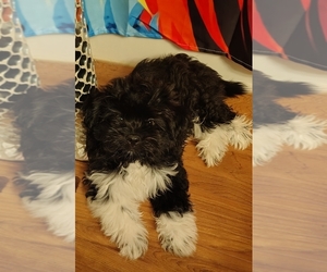 Pom-Shi-Shih Tzu Mix Puppy for sale in SAINT LOUIS, MO, USA