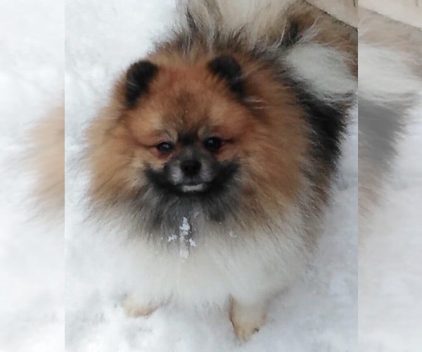 Medium Photo #1 Pomeranian Puppy For Sale in STATEN ISLAND, NY, USA