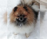 Small Photo #1 Pomeranian Puppy For Sale in STATEN ISLAND, NY, USA