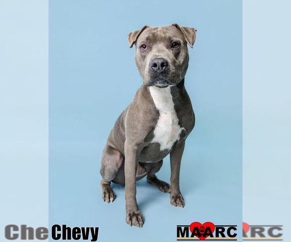 Medium Photo #4 American Pit Bull Terrier Puppy For Sale in Maryville, TN, USA