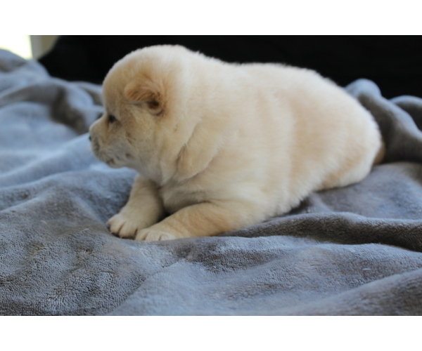 Medium Photo #10 Shiba Inu Puppy For Sale in VIRGINIA BCH, VA, USA