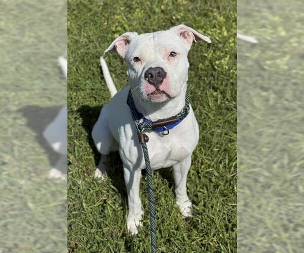Medium Photo #2 American Bulldog Puppy For Sale in Fort Lauderdale, FL, USA