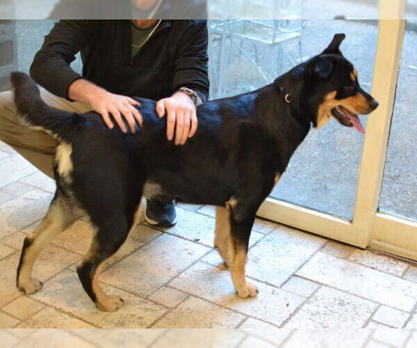 Medium Photo #2 Rottweiler-Unknown Mix Puppy For Sale in Germanton, TN, USA