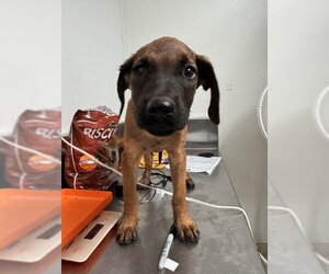 Boxer-Unknown Mix Dogs for adoption in Bakersfield, CA, USA
