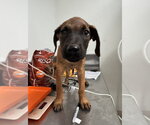 Small Boxer Mix