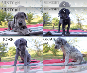 Great Dane Puppy for sale in RUTLEDGE, MO, USA