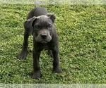 Puppy Puppy 6 Cane Corso