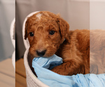 Puppy Baby Blue colla Goldendoodle