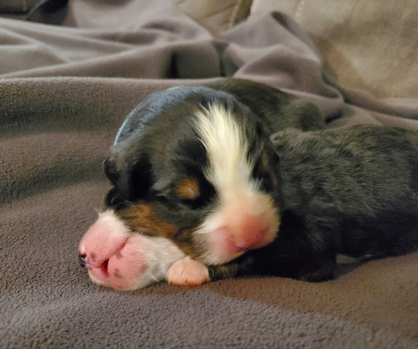 Medium Photo #27 Bernese Mountain Dog Puppy For Sale in LEETONIA, OH, USA