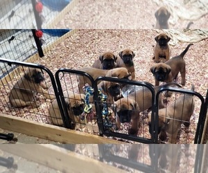 Mastiff Puppy for Sale in FELCH, Michigan USA