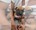Puppy Fawn boy Boxer