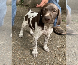 German Shorthaired Pointer Puppy for sale in ENNIS, TX, USA