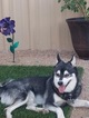Small Photo #1 Alaskan Klee Kai Puppy For Sale in APACHE JCT, AZ, USA