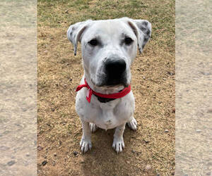 Dalmatian-Labrador Retriever Mix Dogs for adoption in Chandler, AZ, USA