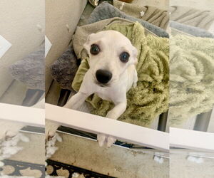 Tinkerbell - Female Mutt Dog for Adoption - Photo #2