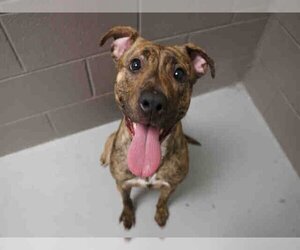 American Pit Bull Terrier-Unknown Mix Dogs for adoption in Norfolk, VA, USA