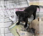 Small #1 Borador