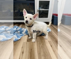 German Shepherd Dog Puppy for Sale in ALACHUA, Florida USA
