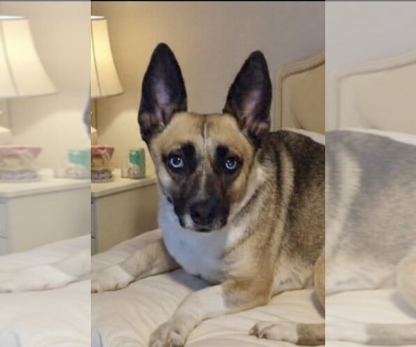 Medium Photo #1 Pembroke Welsh Corgi-Unknown Mix Puppy For Sale in San Diego, CA, USA