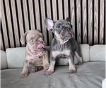 Small #5 French Bulldog