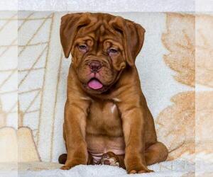 Dogue de Bordeaux Puppy for sale in KLEIN, TX, USA