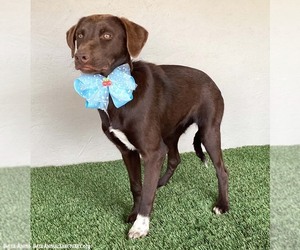 Sammi - Female Chocolate Labrador retriever-Weimaraner Mix Dog for Adoption - Photo #11