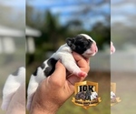 Small Photo #4 French Bulldog Puppy For Sale in SPRING HILL, FL, USA