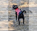 Small #6 Italian Greyhuahua