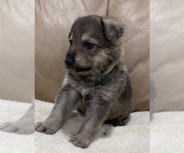 Medium Photo #6 German Shepherd Dog Puppy For Sale in BRIGHTON, CO, USA