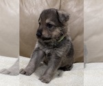 Small #5 German Shepherd Dog