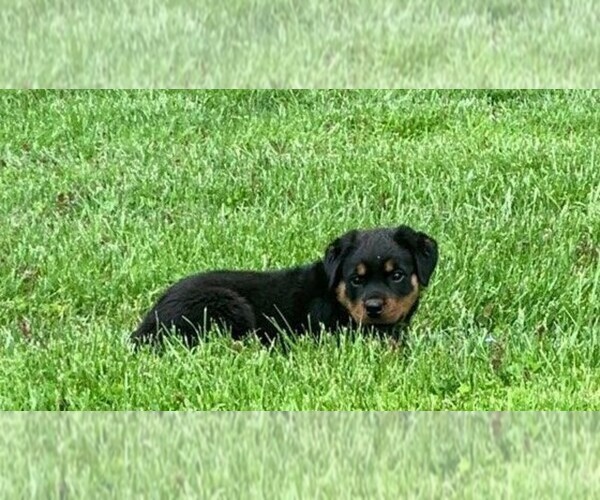 Medium Photo #4 Rottweiler Puppy For Sale in FREDERICKSBG, OH, USA