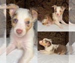 Image preview for Ad Listing. Nickname: Red Merle male