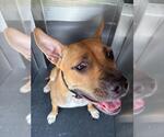 Small American Staffordshire Terrier Mix