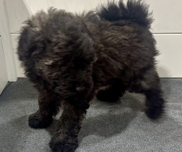 Medium Photo #6 Puli Puppy For Sale in MIDDLETOWN, VA, USA