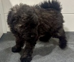 Small Photo #6 Puli Puppy For Sale in MIDDLETOWN, VA, USA