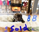 Small Photo #16 Labrador Retriever Puppy For Sale in LINDEN, MI, USA