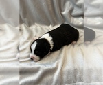 Small Photo #10 Miniature Australian Shepherd Puppy For Sale in ARDMORE, OK, USA
