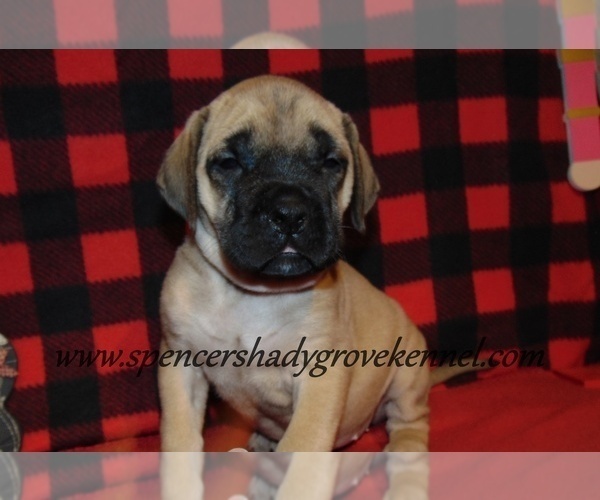 Medium Photo #4 Mastiff Puppy For Sale in CABOOL, MO, USA