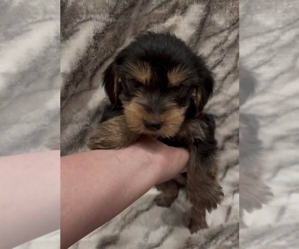 Medium Photo #4 Yorkshire Terrier Puppy For Sale in MOUNT CARMEL, PA, USA