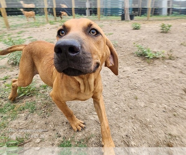 Medium Photo #16 Catahoula Leopard Dog Puppy For Sale in CUMBY, TX, USA