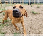 Small #15 Catahoula Leopard Dog