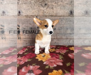 Pembroke Welsh Corgi Puppy for sale in VERMONTVILLE, MI, USA