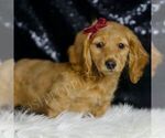 Small #1 Dachshund